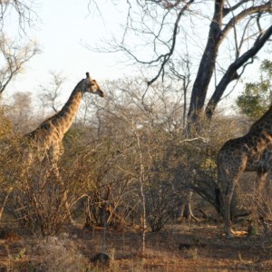 Giraffes