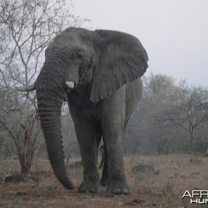 Elephant