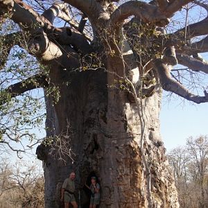 In front of a big Baobab