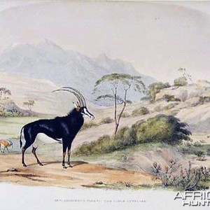 Sable Antelope by William Cornwallis Harris