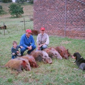 Bushpig hunted in Mpumalanga over hounds