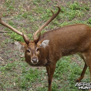 The Sangai (Cervus eldi eldi), Indian Bow-Antlered Deer from Southeast Asia