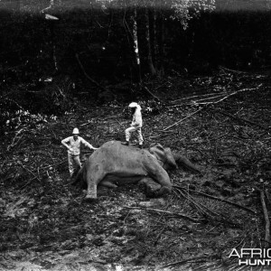 Trophy Hunting Elephant in Ceylon c.1880