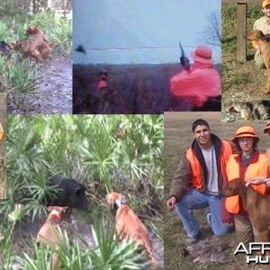 Hunting with Rhodesian Ridgeback