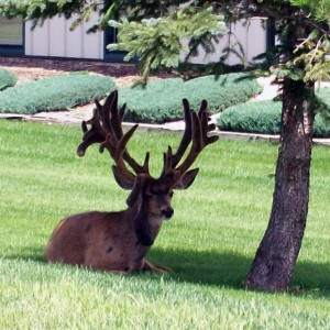 Mule Deer in Colorado with Two Sets of Antlers