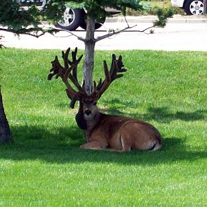 Mule Deer in Colorado with Two Sets of Antlers