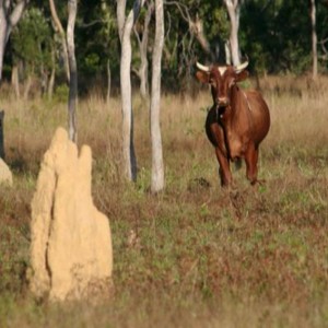 Wild Oxen, Arnhemland, Australia