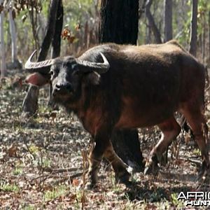 Asiatic buffalo bull, Arnhemland, Australia