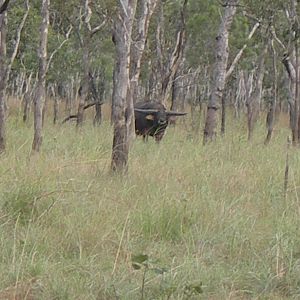 Asiatic buffalo bull, Arnhemland, Australia