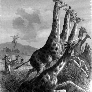 Hunting the Giraffe