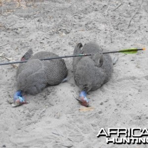 Two Guineas One Arrow