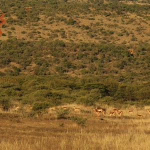 Koedoeberg South Africa