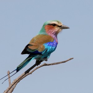 Lilac Breasted Roller South Africa