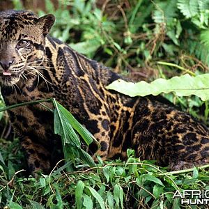 Clouded Leopard (Neofelis nebulosa)