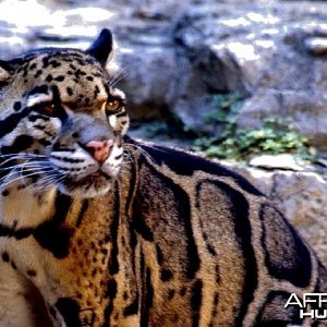 Clouded Leopard (Neofelis nebulosa)