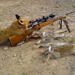 Fox Hunting