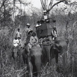 Tiger hunting in the Chitwan jungle in Nepal