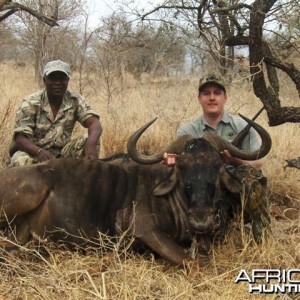 Blue Wildebeest 32"