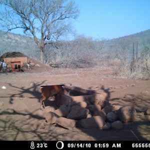 Red Duiker Zululand