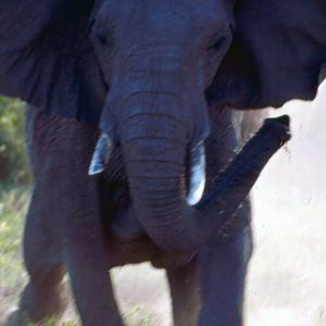 Charging Elephant