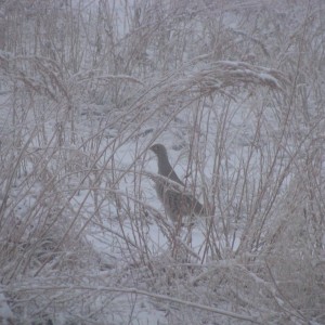 Hunting in Kyrgyzstan