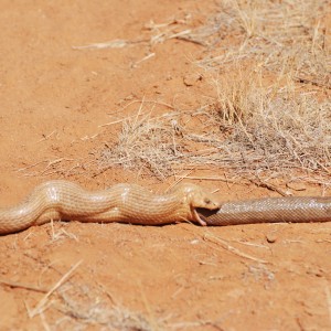 spitting cobra upchucking snake