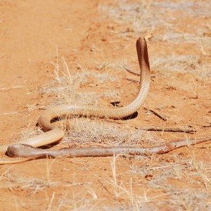 spitting cobra