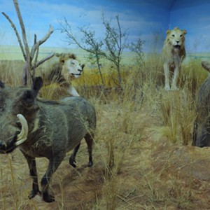 Africa Diorama at the Keszthely Hunting Museum by Bela Hidvegi