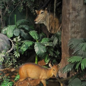 Africa Diorama at the Keszthely Hunting Museum by Bela Hidvegi