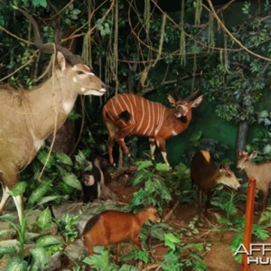 Africa Diorama at the Keszthely Hunting Museum by Bela Hidvegi