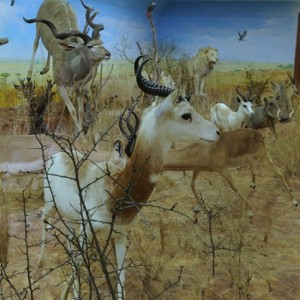 Africa Diorama at the Keszthely Hunting Museum by Bela Hidvegi