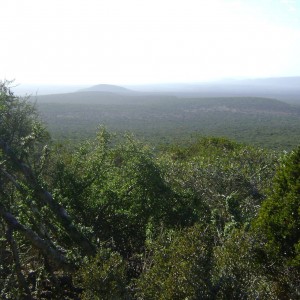 Glassing for Kudu Eastern Cape SA