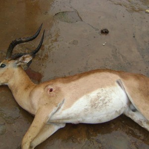 Impala hunt Eastern Cape SA