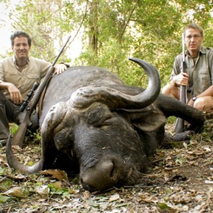 Buffalo from Chikwarakwara south eastern Zimbabwe