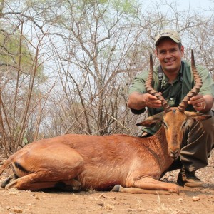 Impala hunted in Zimbabwe