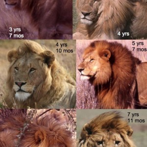 Known-aged Lion males from the Serengeti