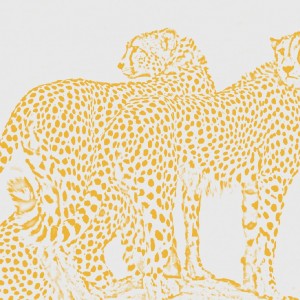 Cheetahs