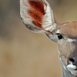 Kudu