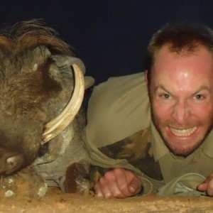 Warthog hunted in Zimbabwe