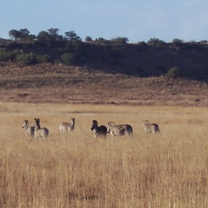 A small herd of Zebras