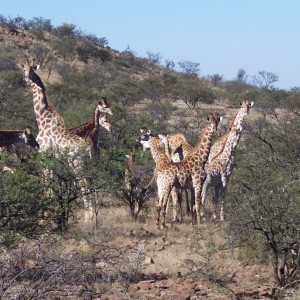 Giraffe's