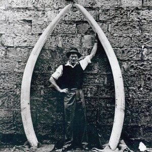 Elephant tusks from Kenya