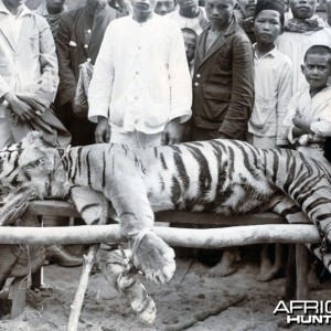 Chuka Man Eating Tiger in Sibolga, Sumatra