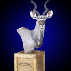 Kudu shoulder mount pedestal on old-fashioned shipping crate