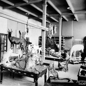 Taxidermist at Work on Roosevelt Safari Specimens