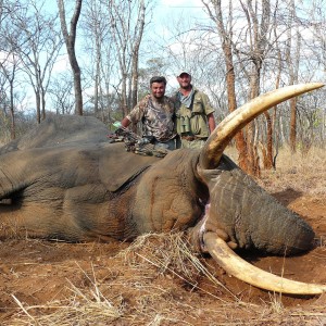 72 pound elephant bowhunt