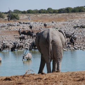 Etosha National Park Namibia