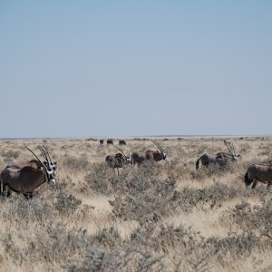 Etosha National Park Namibia