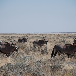 Etosha National Park Namibia