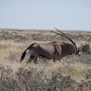 Etosha National Park Namibia